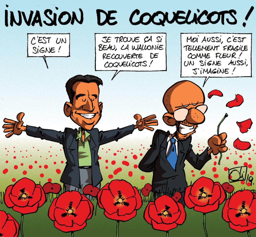 Invasion de coquelicots !