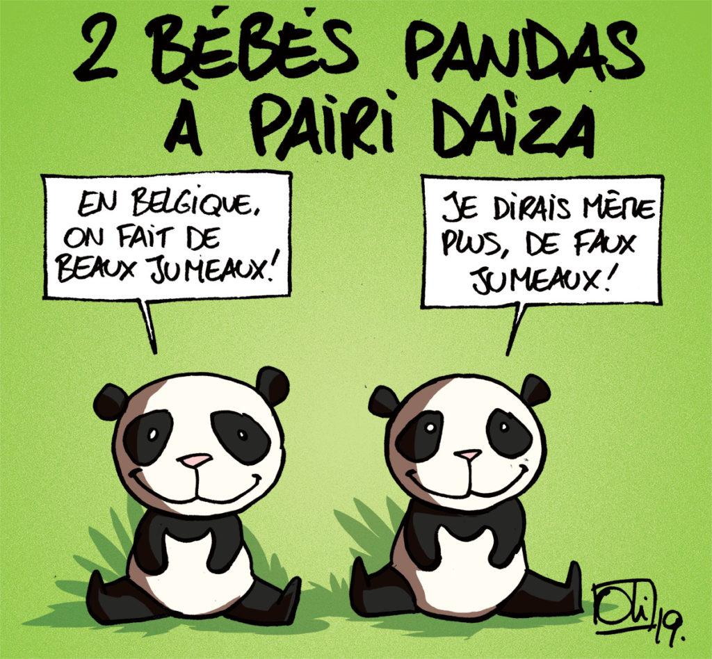 2 nouveaux bébés pandas sont nés à Pairi Daiza !